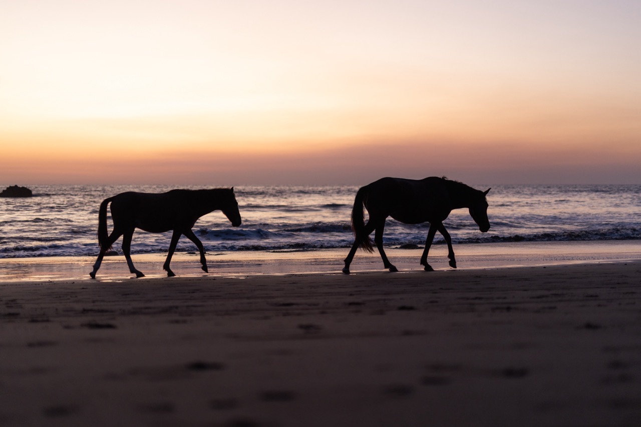 Horse Riding at Surf Camp Nicaragua